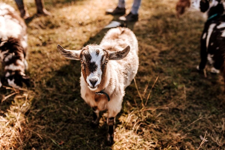 Tiny Houses (Australia, Girvan, New South Wales)