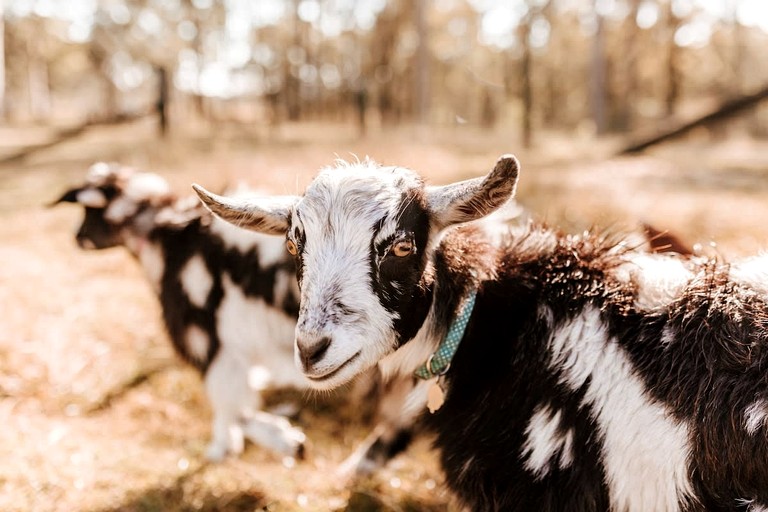 Tiny Houses (Australia, Girvan, New South Wales)