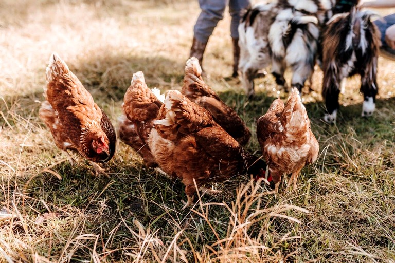 Tiny Houses (Australia, Girvan, New South Wales)