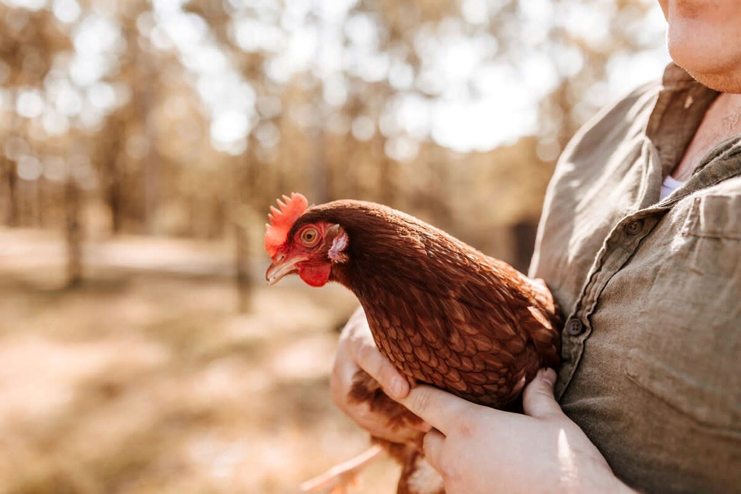 Luxury Tiny House with Firepit, Barbecue and Outdoor Bathtub in New South Wales, Australia