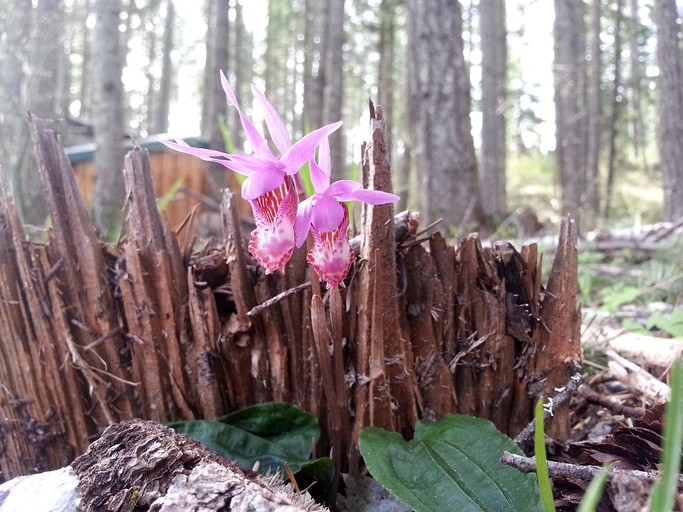 Tree Houses (United States of America, White Salmon, Washington)
