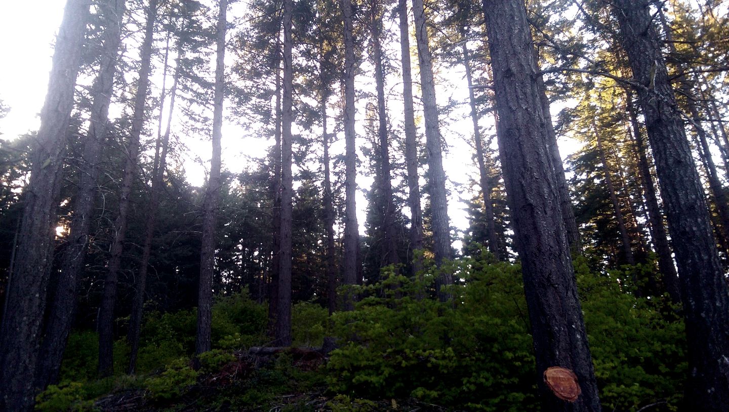Tree House Style Cabin Nestled at the Foot of Scenic Snow-Capped Mt. Adams, Washington