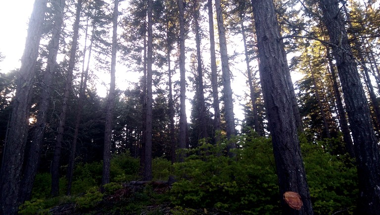 Tree Houses (United States of America, White Salmon, Washington)
