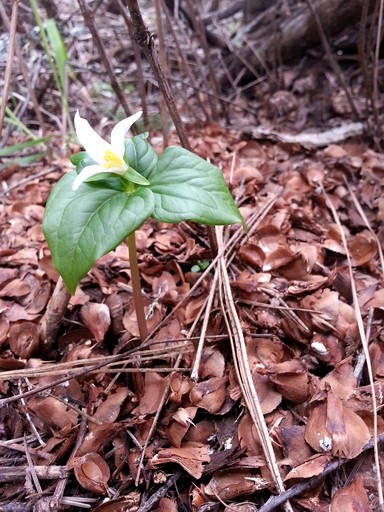 Tree Houses (United States of America, White Salmon, Washington)