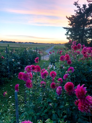 Tiny Houses (United States of America, Lynden, Washington)