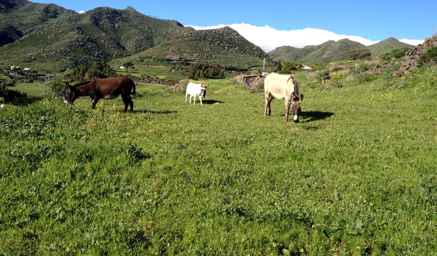 Modern Eco-Friendly Cave Stay with Stargazing & Organic Gardens near La Laguna, Canary Islands