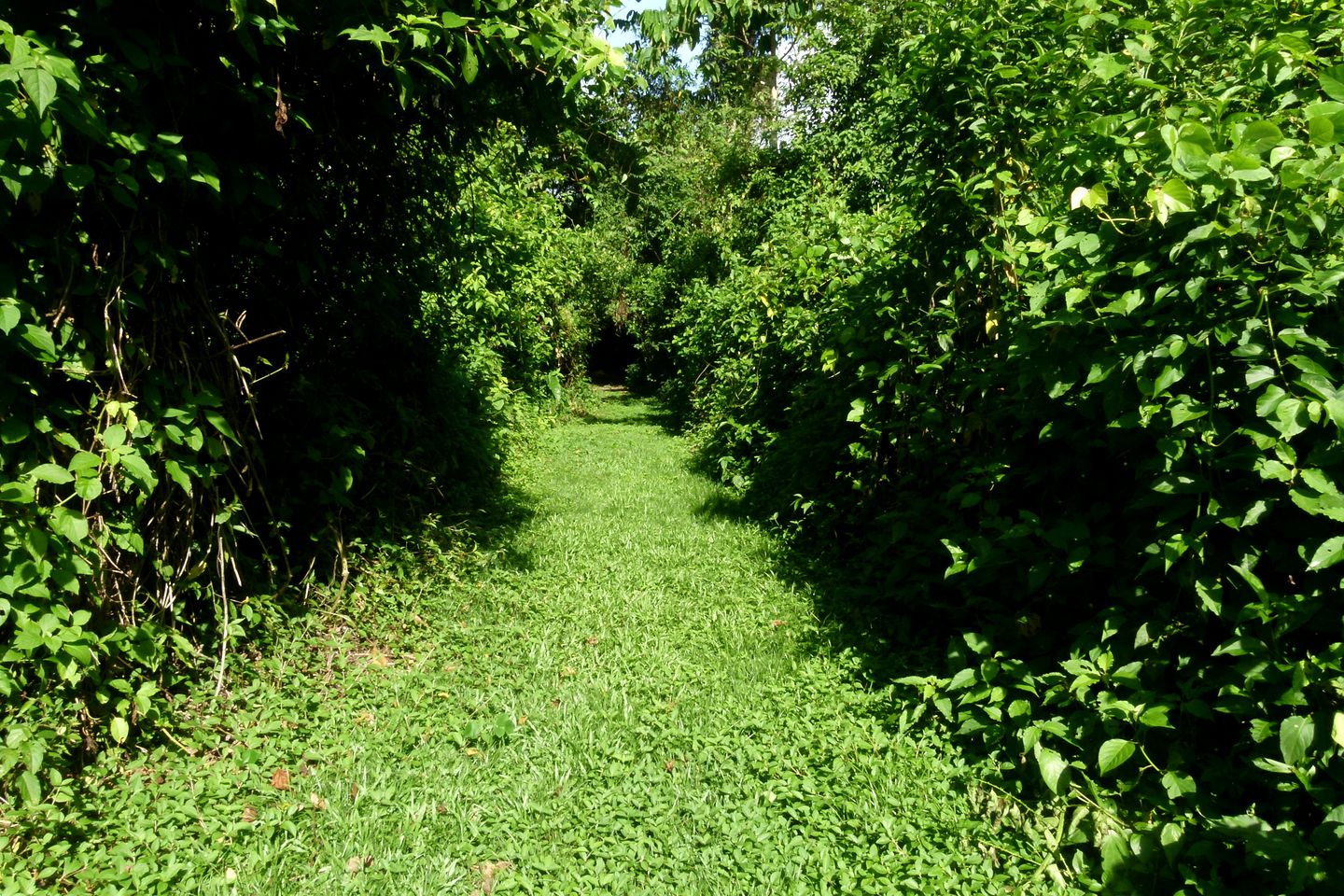 Colorful Jungle Cabana for Three with Amazing Trail Access  in Belize