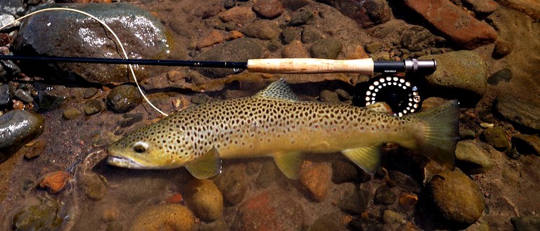 Cabins (Ennis, Montana, United States)