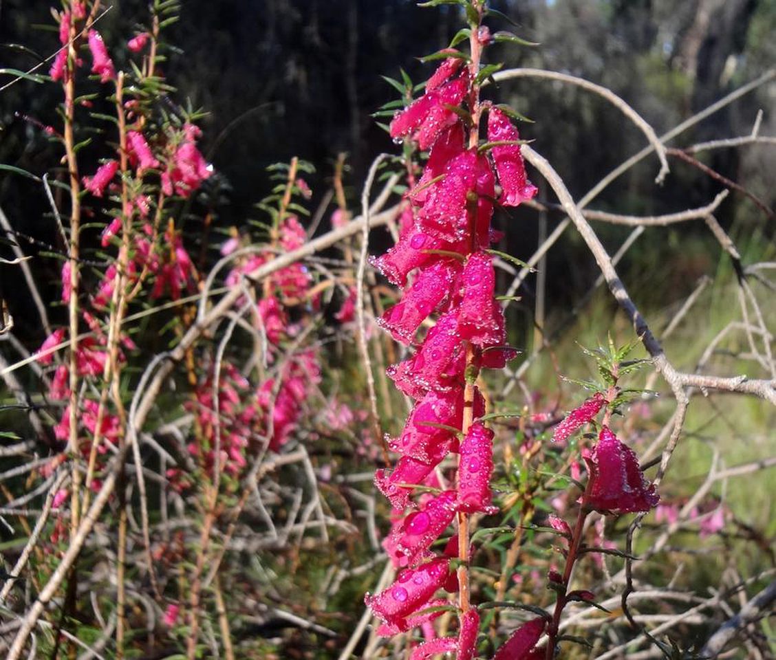 Rustic Cottage Rental near Grampians National Park, Halls Gap, Victoria