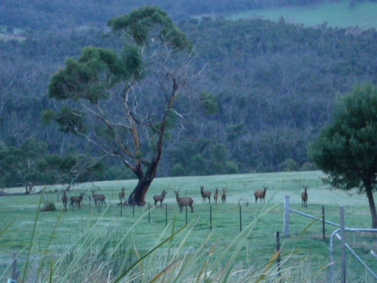 Rustic Cottage Rental near Grampians National Park, Halls Gap, Victoria