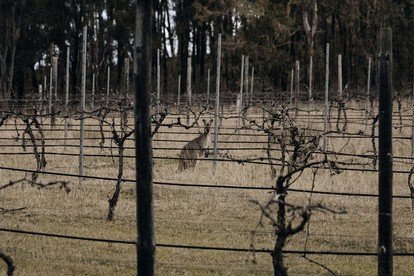 Pet-Friendly NSW Glamping Retreat with Mountain Views