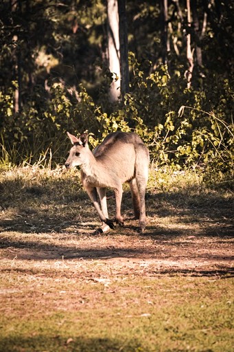 Tiny Houses (Australia, North Tamborine, Queensland)