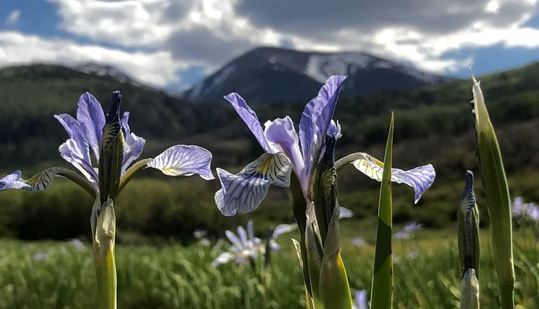 Cabins (Nederland, Colorado, United States)