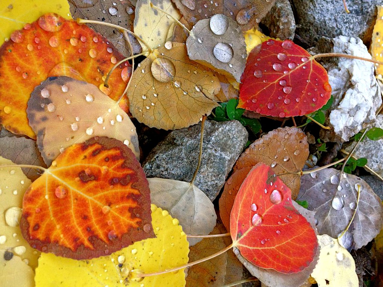 Charming Cabin Rental with Wood-Burning Stove in Eldora, Colorado