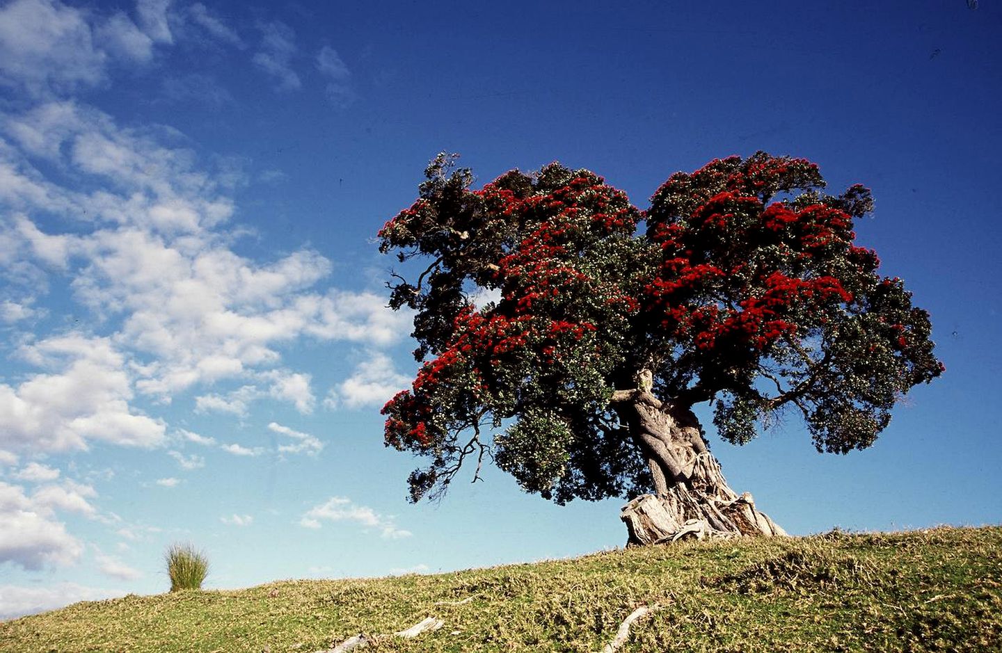 Lovely Glamping Getaway near Mahurangi Park and Puhoi, North Island