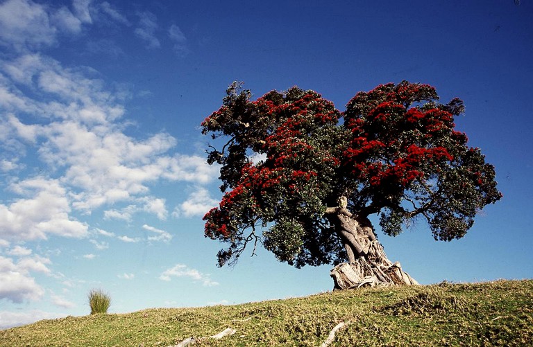 Nature Lodges (Mahurangi West, North Island, New Zealand)