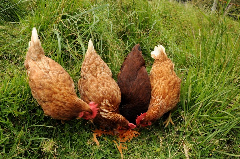 Nature Lodges (Mahurangi West, North Island, New Zealand)