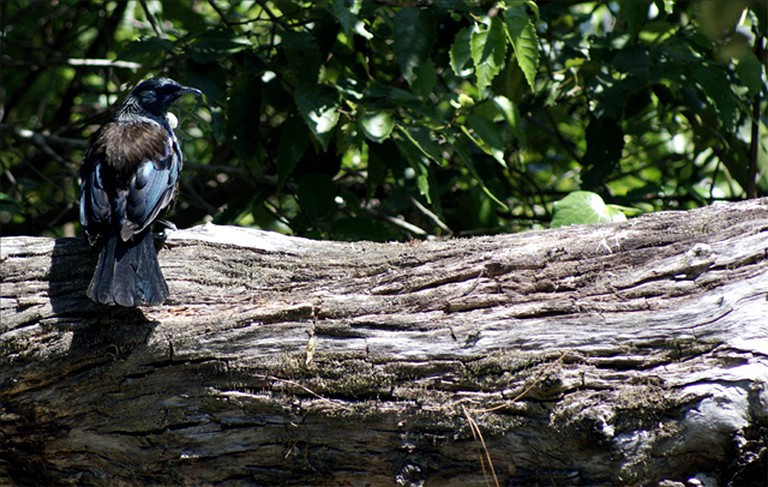 Nature Lodges (Auckland, North Island, New Zealand)