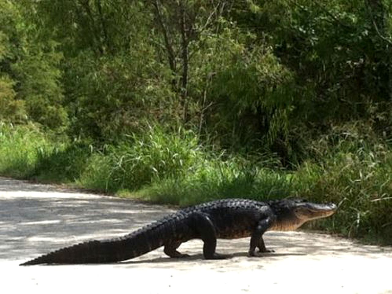 Scenic Bed and Breakfast Accommodation on Lake Martin near Lafayette, Louisiana