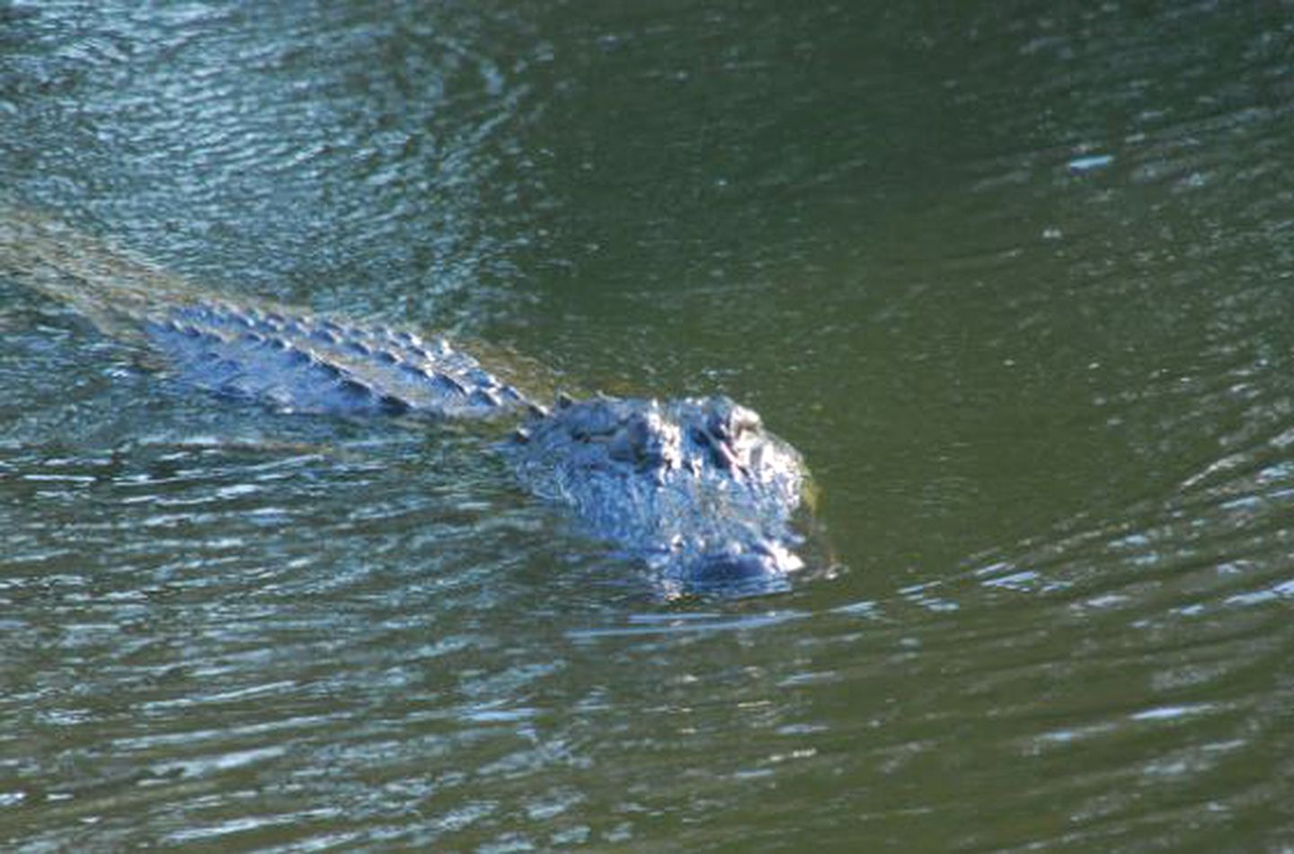 Scenic Bed and Breakfast Accommodation on Lake Martin near Lafayette, Louisiana