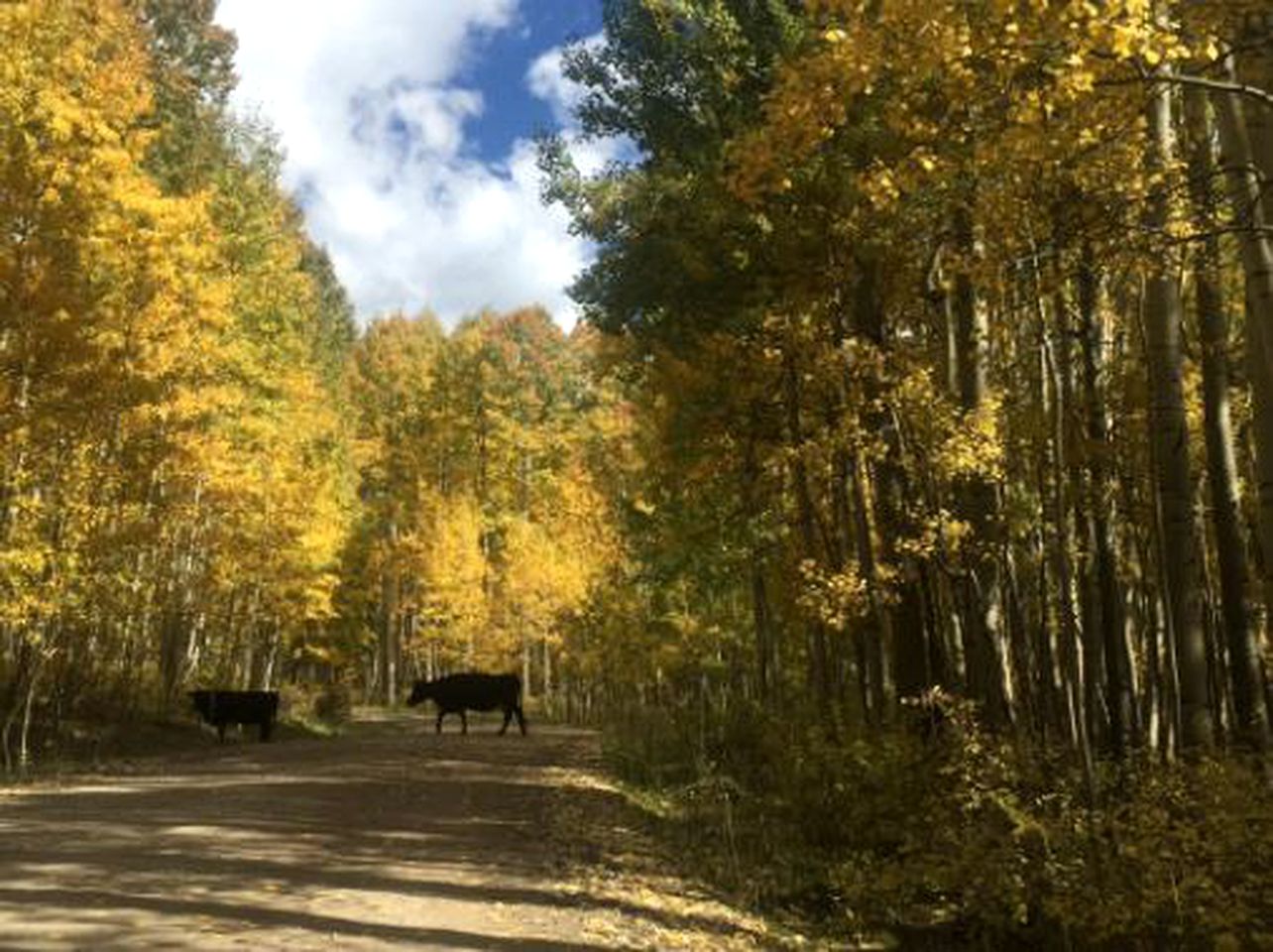 Western Getaway Cabin by the San Juan Mountains near Cortez, Colorado