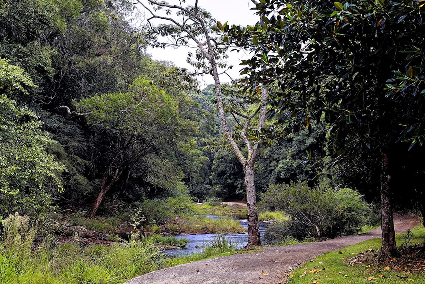 Hilltop Nature Lodge Rental with Views of the Rainforest in North Maleny, Queensland