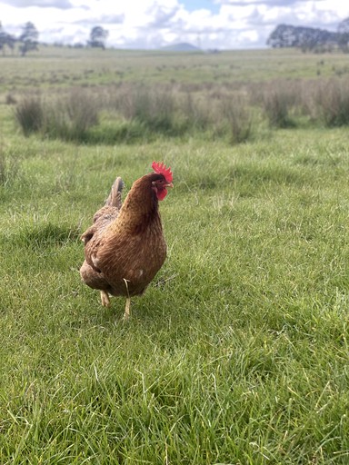 Tiny Houses (Australia, Clunes, Victoria)