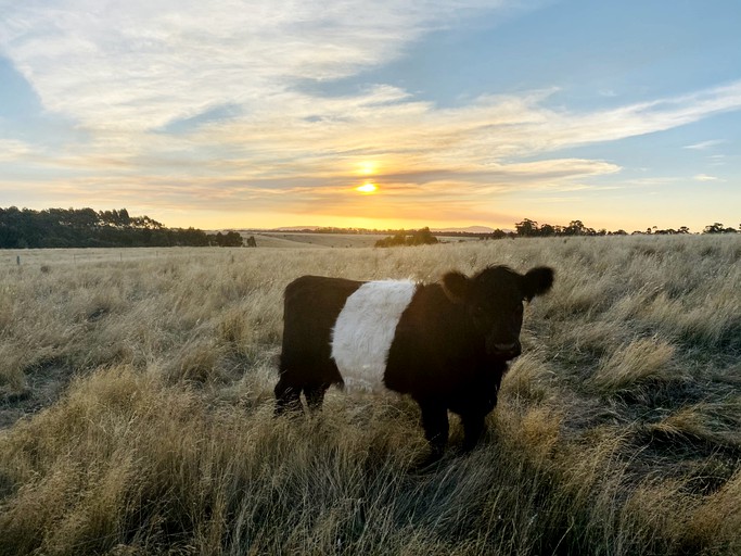Tiny Houses (Australia, Clunes, Victoria)