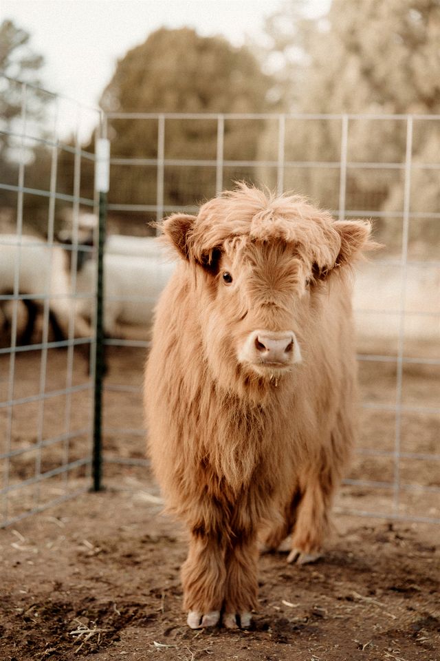 Cozy Family Glamping Escape with Heritage Orchard near Mountainair in Torreon, New Mexico