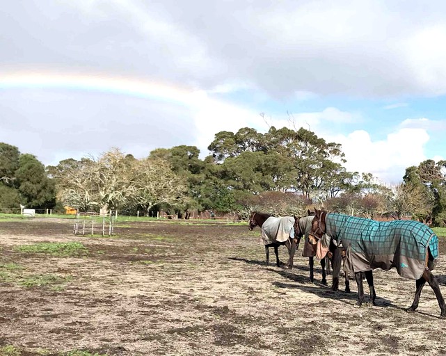 Cabins (Cowaramup, Western Australia, Australia)