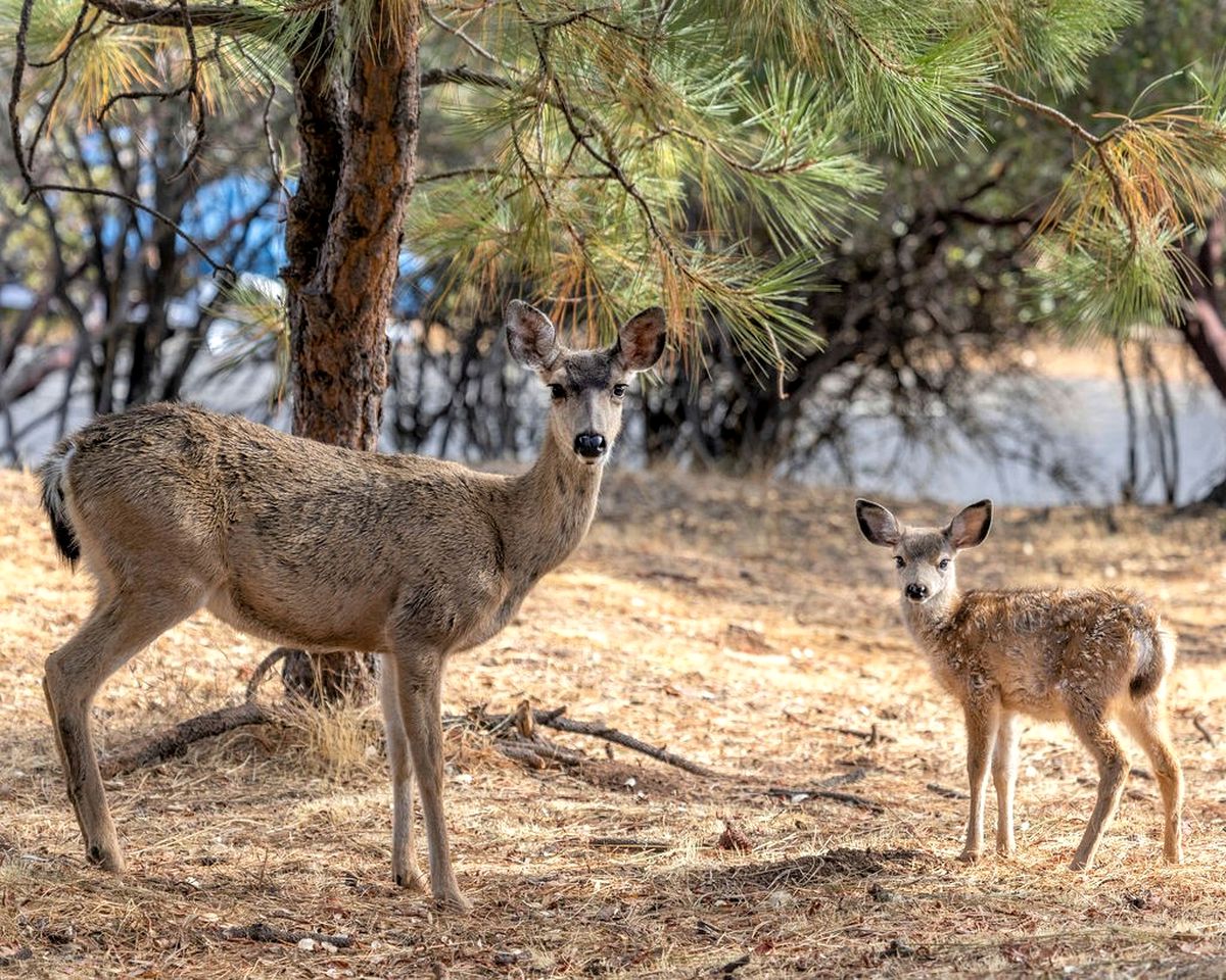 Wonderful Family Glamping Vacation Destination: A Beautiful Cottage by Pine Mountain Lake in Groveland, California