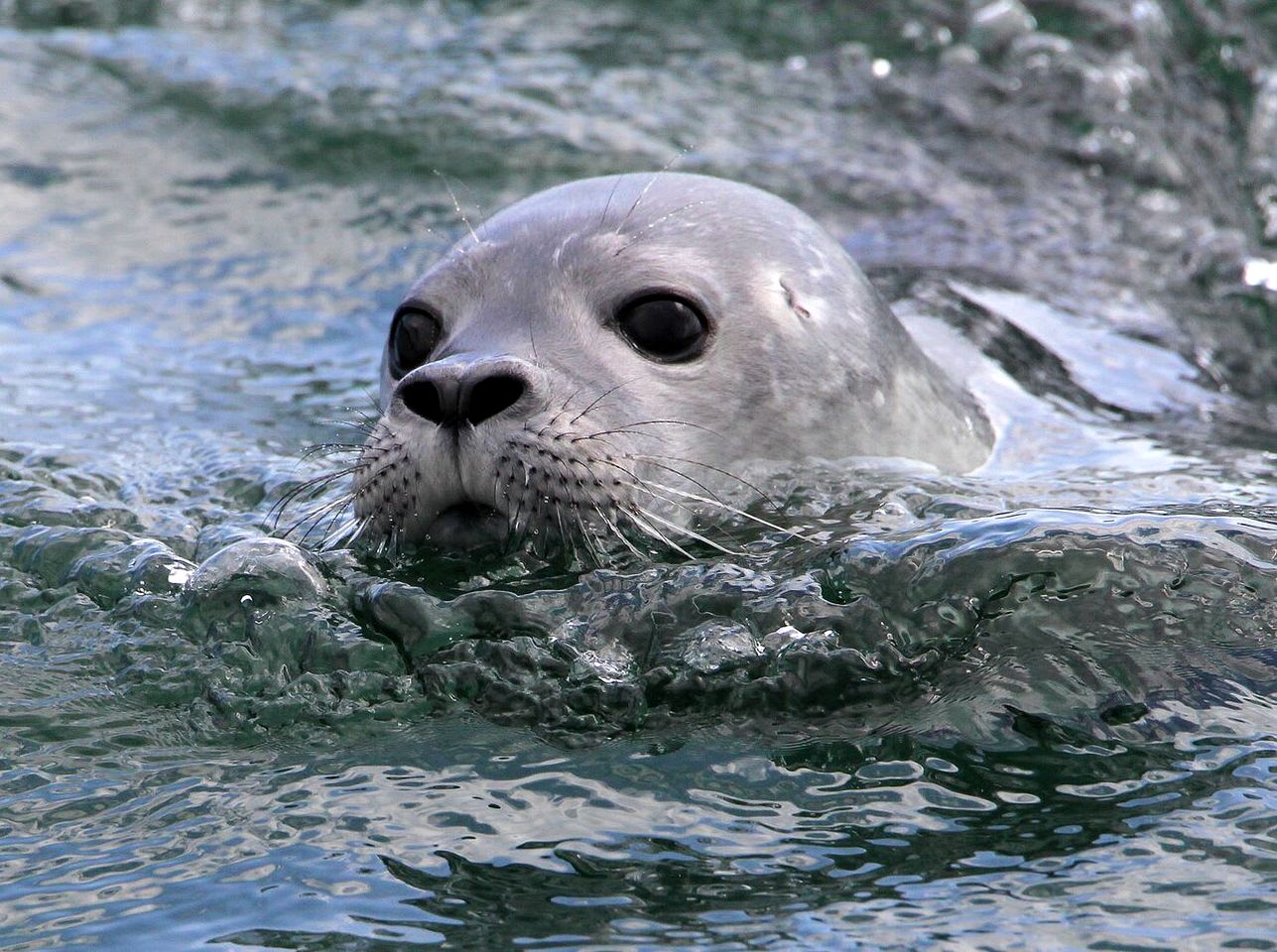 Charming Waterfront Sea Cottage with Private Beach near Bar Harbor, Hancock Maine