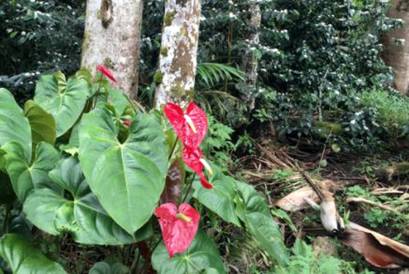 Family-Friendly Cottage Rental on an Organic Farm in Pahoa, Hawaii