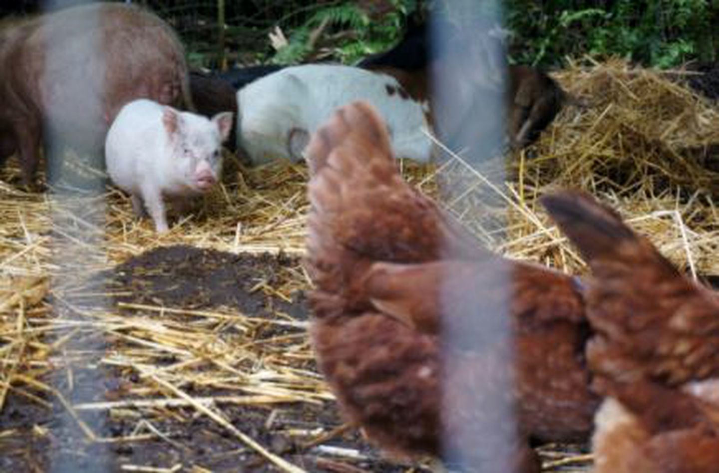 Family-Friendly Cottage Rental on an Organic Farm in Pahoa, Hawaii