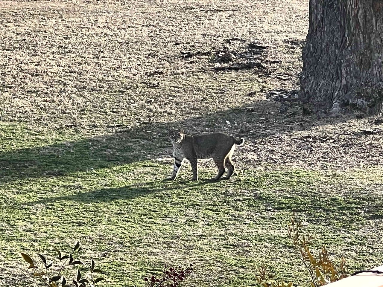 Cozy Tiny House with Hammock Patio near Bath Lake in Medicine Park, Oklahoma