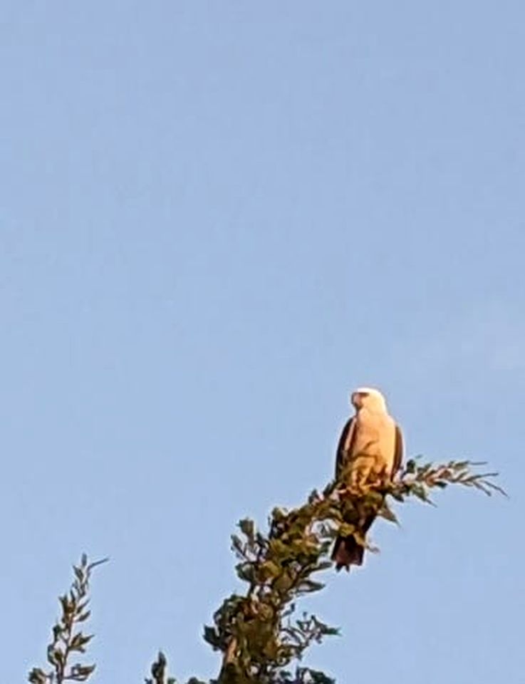 Cozy Tiny House with Hammock Patio near Bath Lake in Medicine Park, Oklahoma