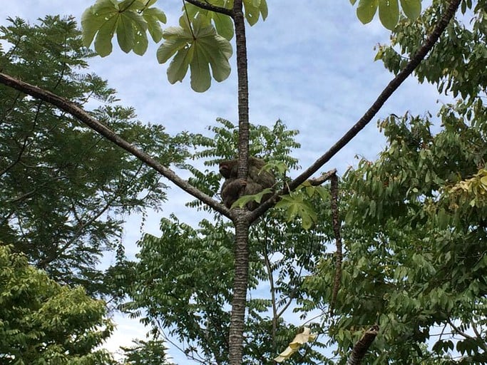 Tree Houses (Dominical, Puntarenas, Costa Rica)