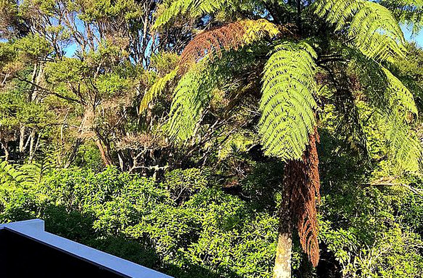 Romantic Getaway at Unique Bed and Breakfast near Piha Beach, North Island