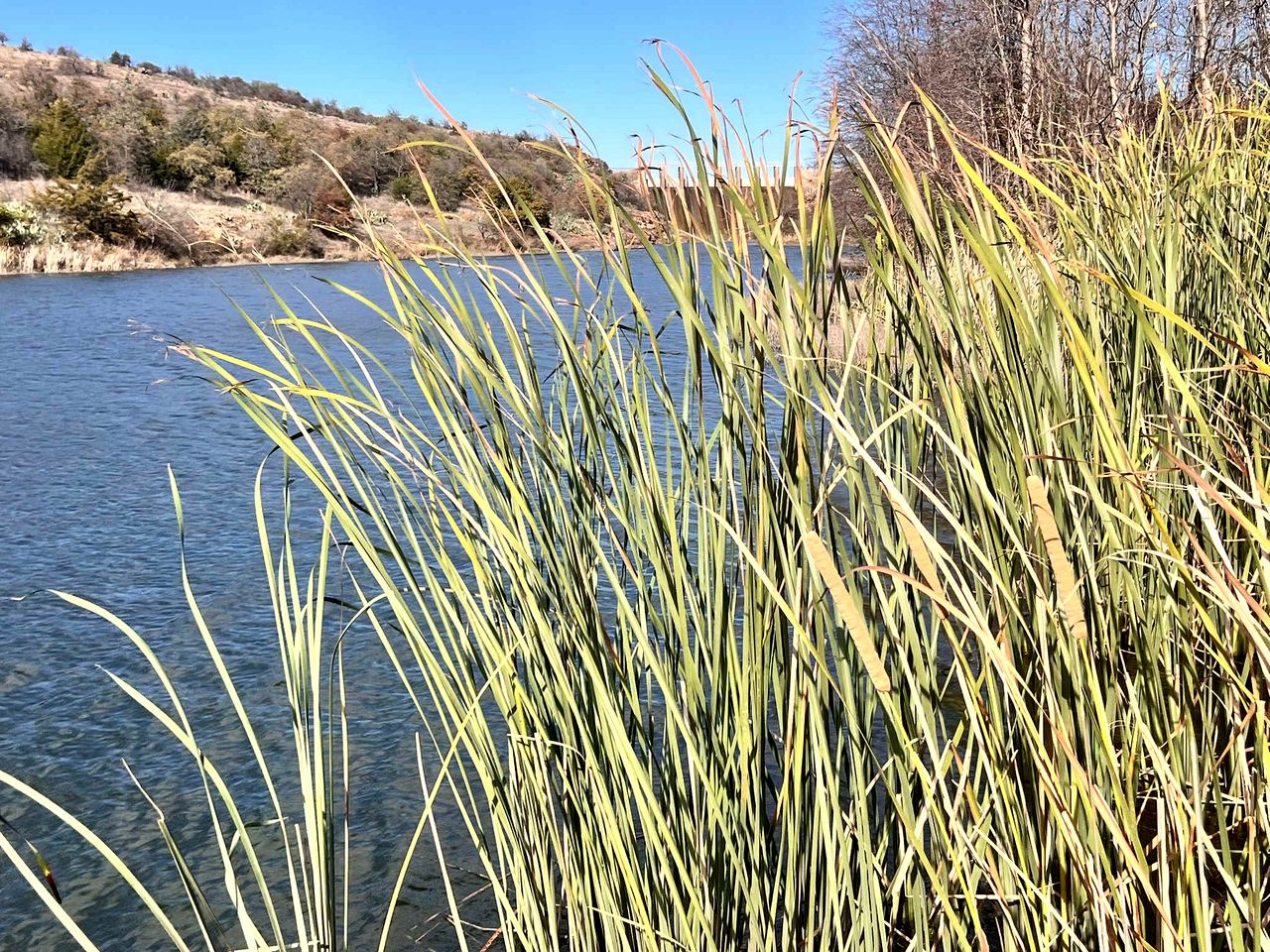 Wheelchair-Accessible Tiny House with Patio Near Bath Lake in Medicine Park, Oklahoma