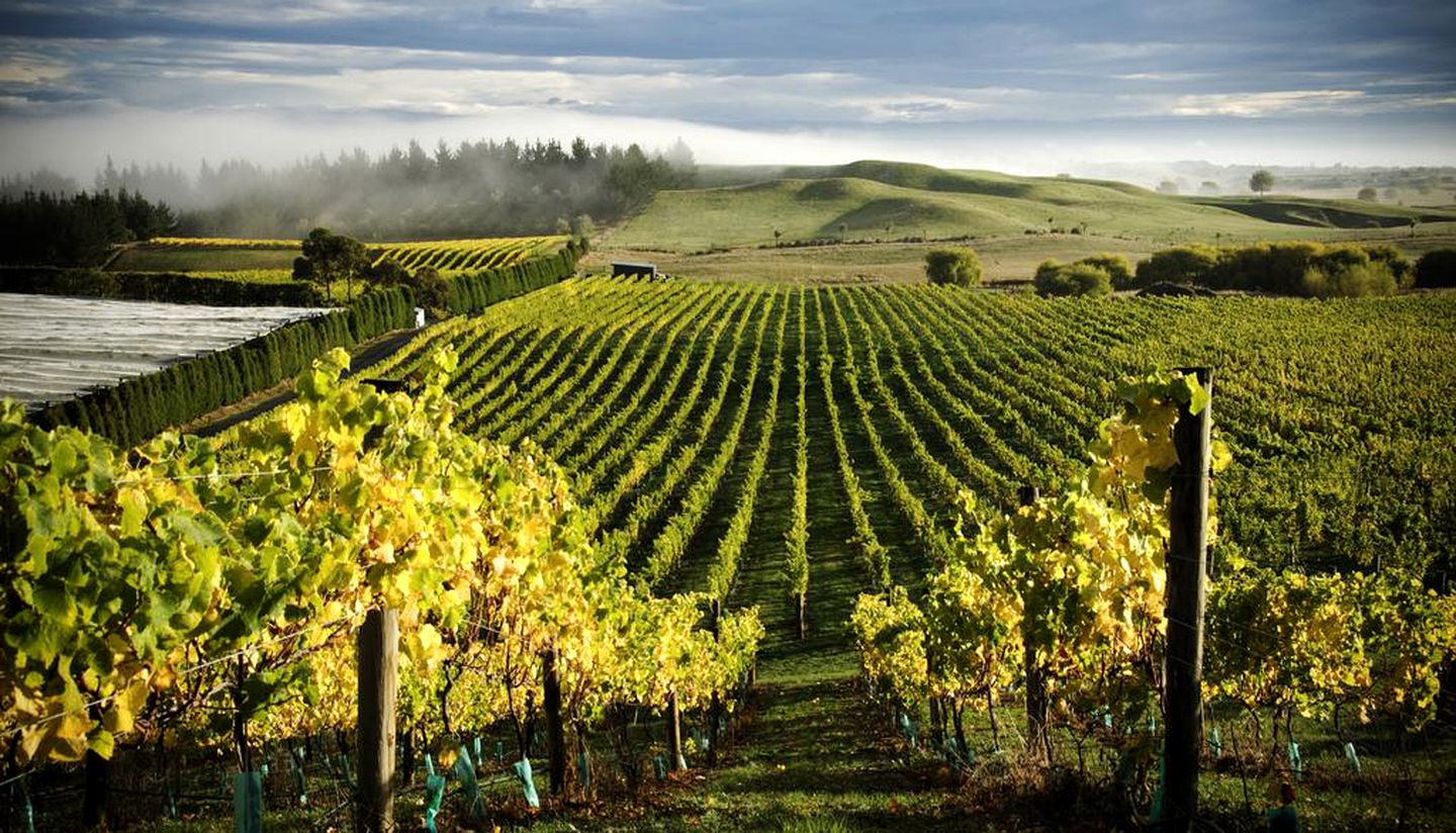 Stylish Holiday Accommodation on Hawke’s Bay Vineyard, Hastings, New Zealand
