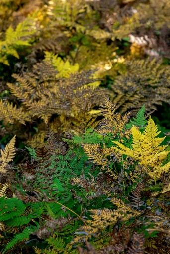 Vacation Rentals (Canada, --, --)