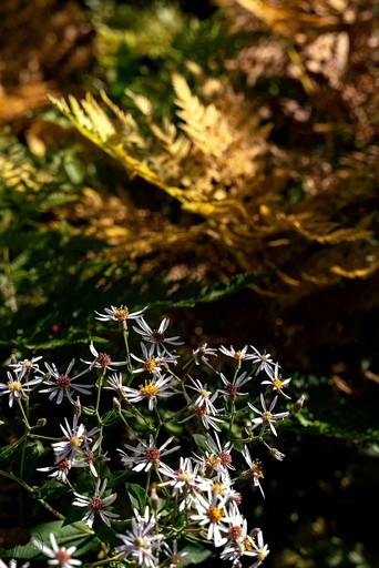 Tiny Houses (Canada, Matawinie Regional County Municipality, Quebec)