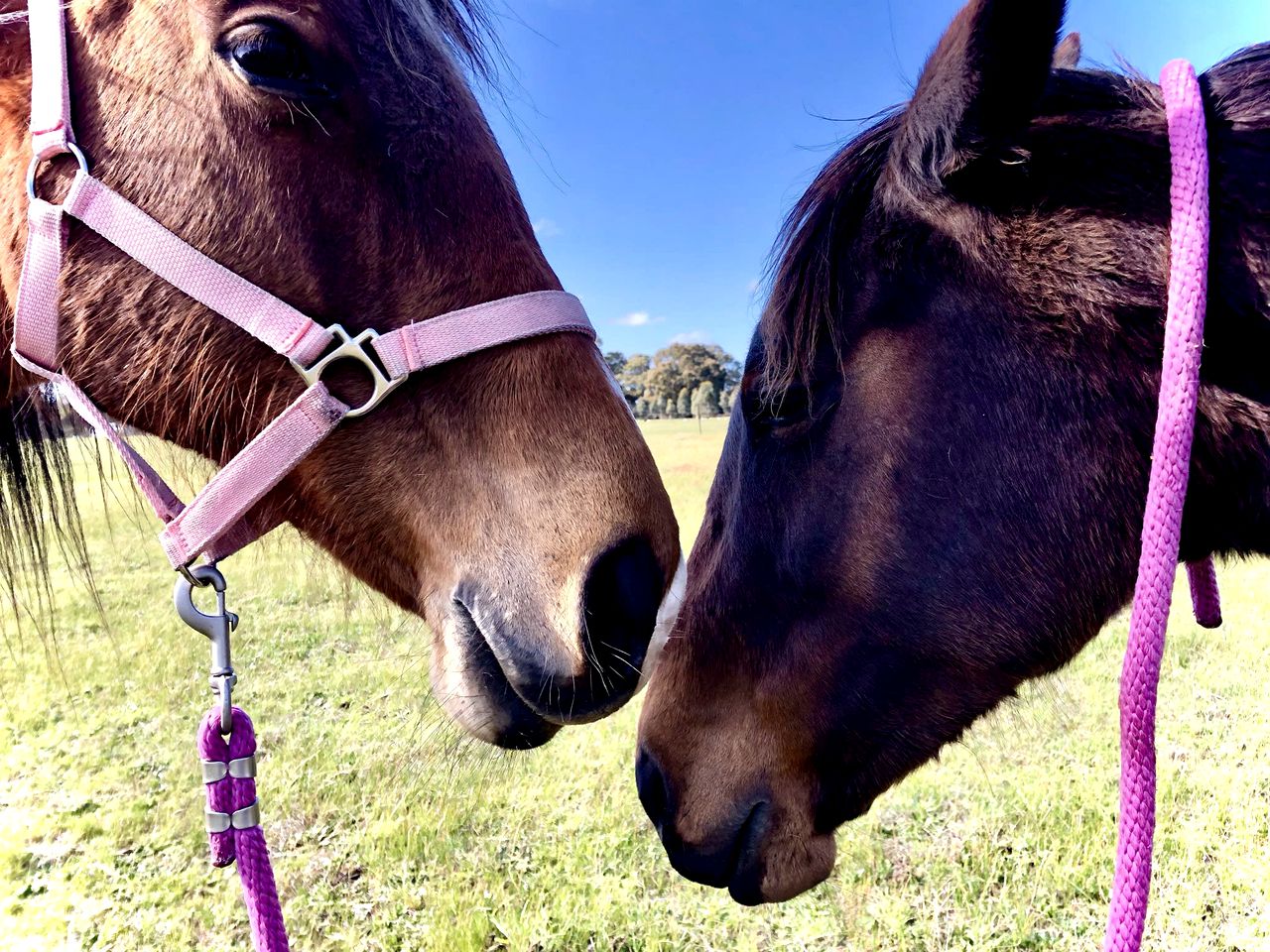 Miniature Glamping on a Victoria Farm, Ideal to Discover the Grampians