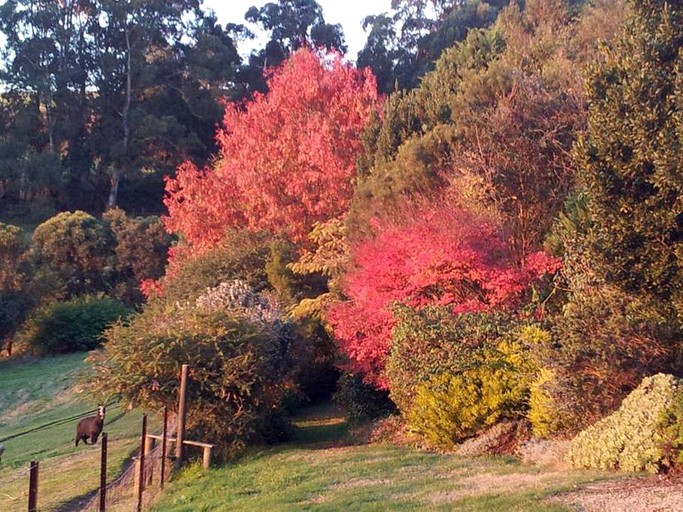 Cottages (Trafalgar, Victoria, Australia)