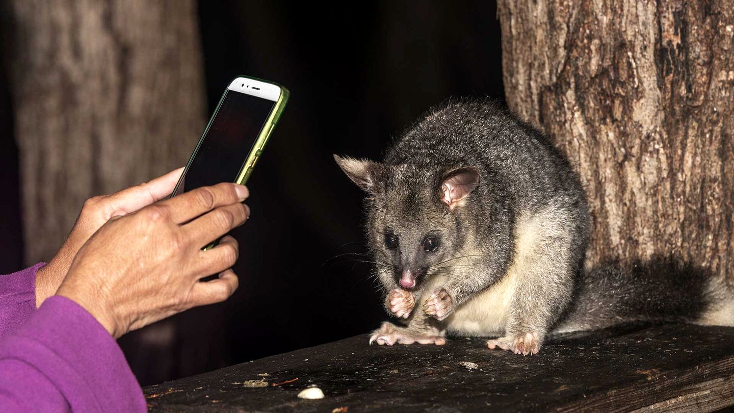 Modern and Spacious Vacation Rental in the Trees near West Cape Howe, Australia