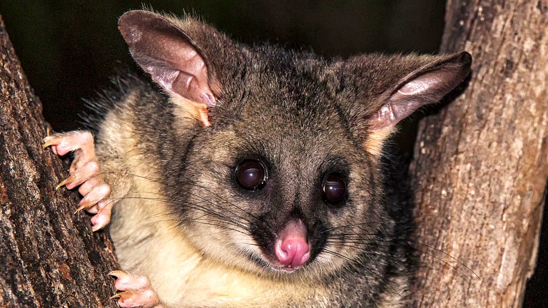 Cabins (Youngs Siding, Western Australia, Australia)