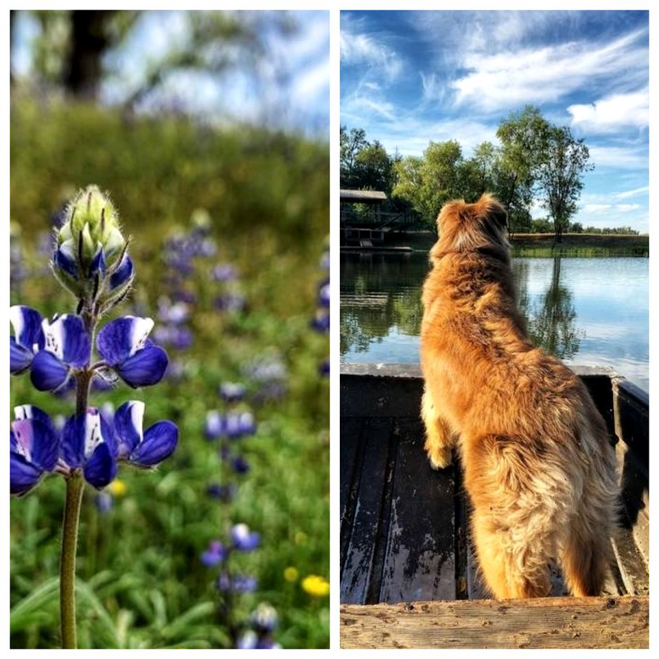 Modern Cabin Rental near Sequoia National Park in Badger, California