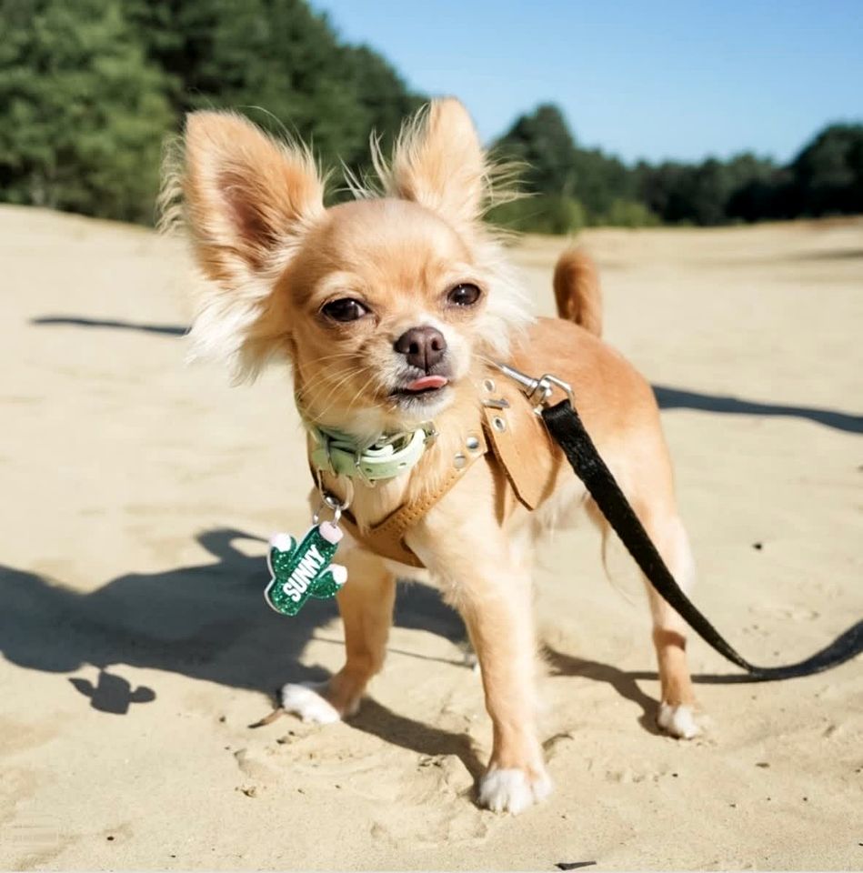 Dog-Friendly Cabin in Freeport, Maine