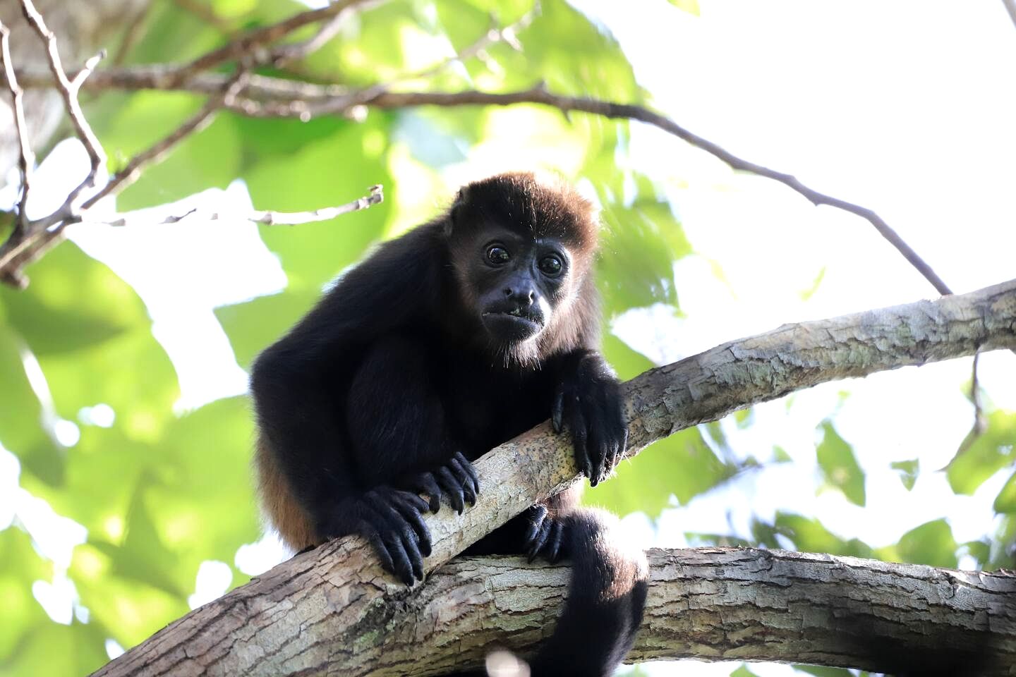 Stylish Eco Treehouse with Panoramic Views near Playa Grande, Matapalo Costa Rica