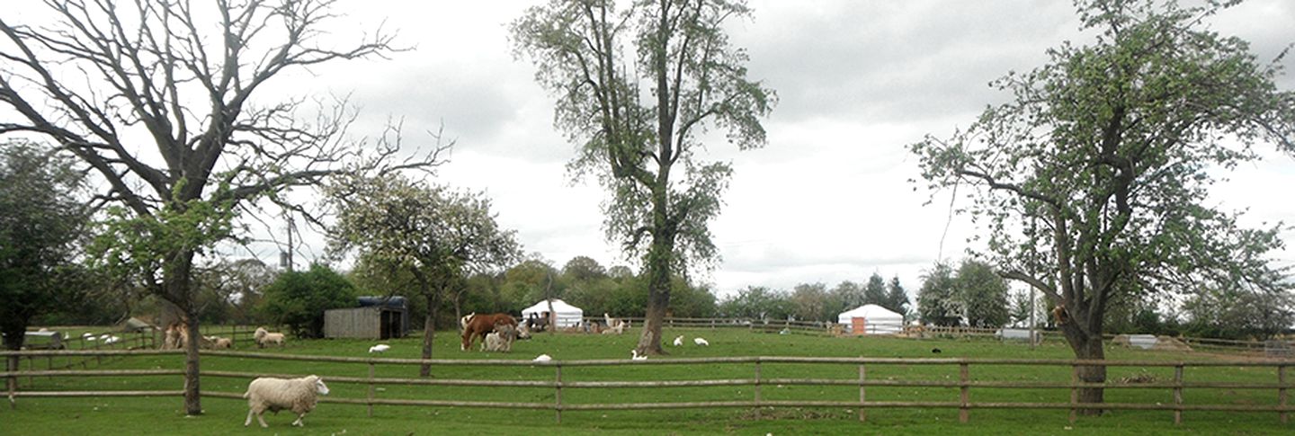 Mongolian-Style Yurt Camping Rentals near Small Countryside Farm in West Midlands
